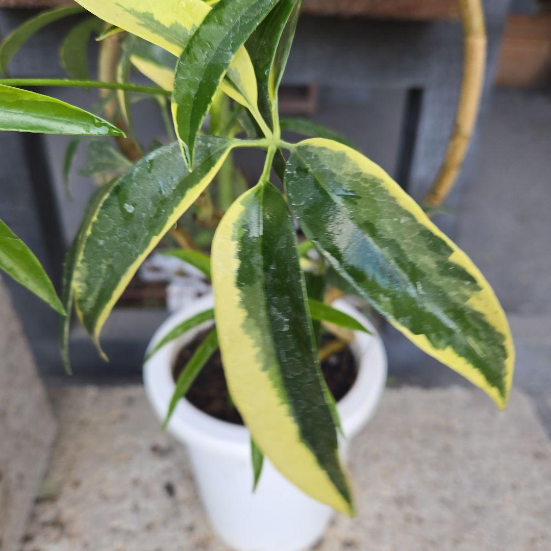 ②　シェフレラ　アンガスティフォリア　曲がり仕立て斑入り8号最高等級希少品種