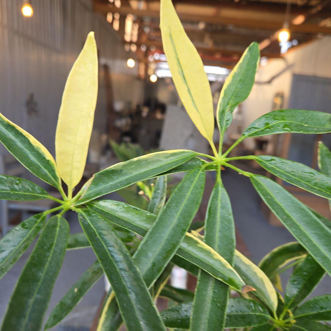 ②　シェフレラ　アンガスティフォリア　曲がり仕立て斑入り8号最高等級希少品種