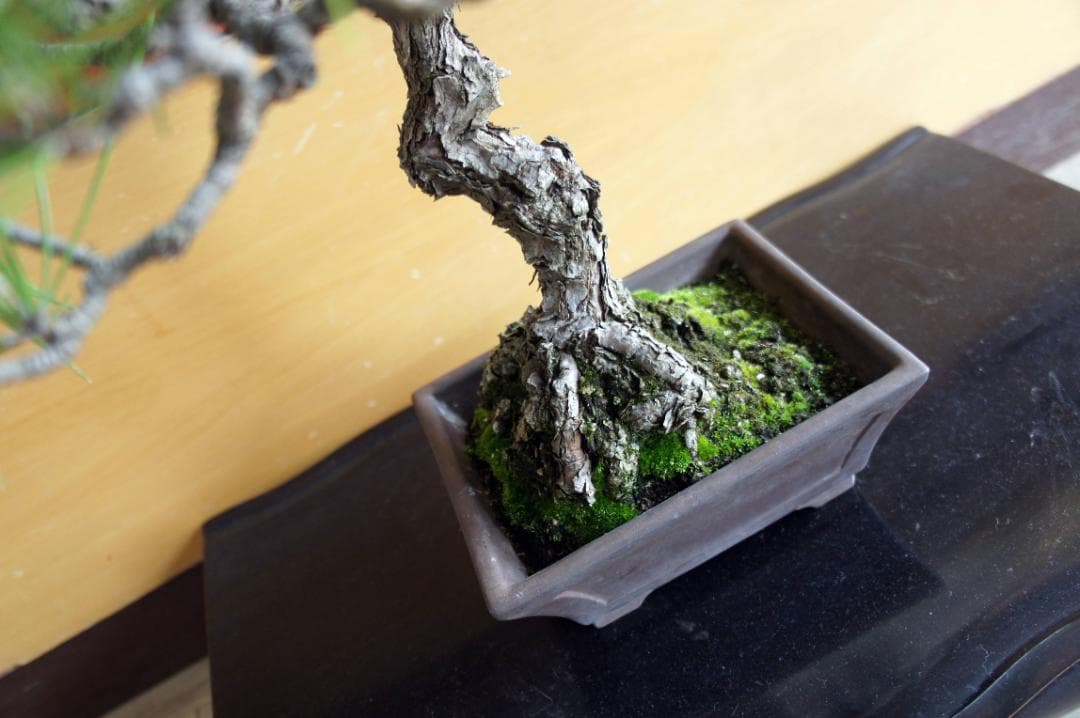 盆栽 『黒松』 インテリア 観葉植物 園芸 ガーデニング 送料無料 b144