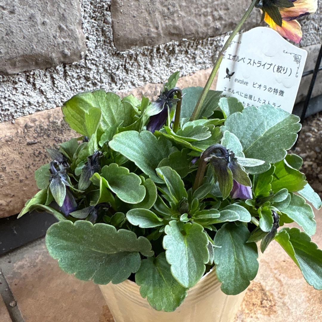 エボルベ・ストライプ（絞り）