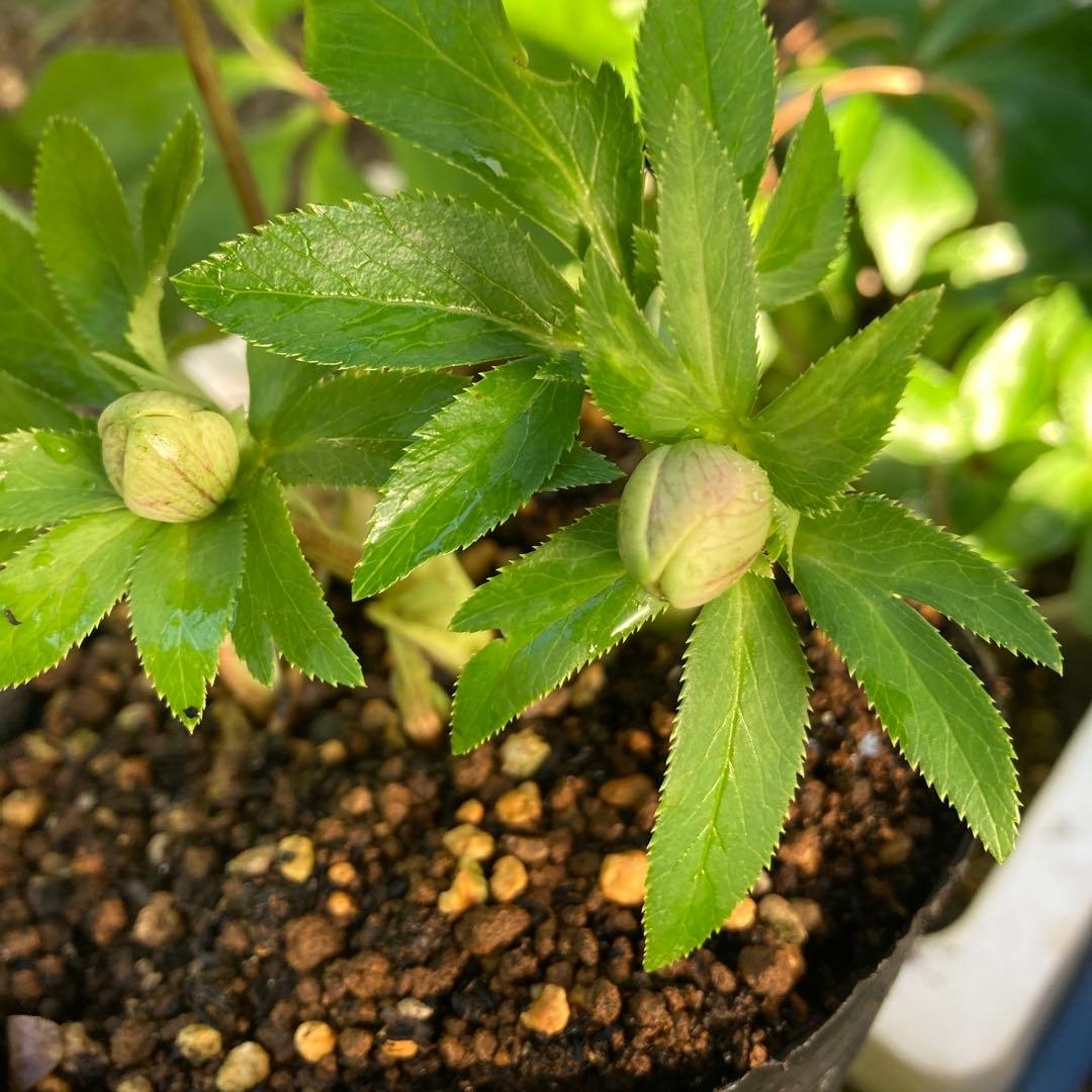 クリスマスローズ　先端緑　シングル　株分け前提