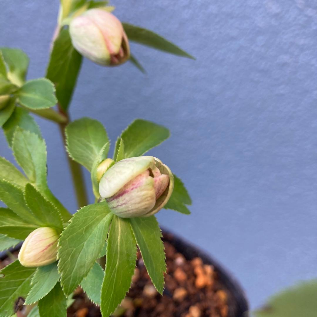 クリスマスローズ　先端緑　シングル　株分け前提