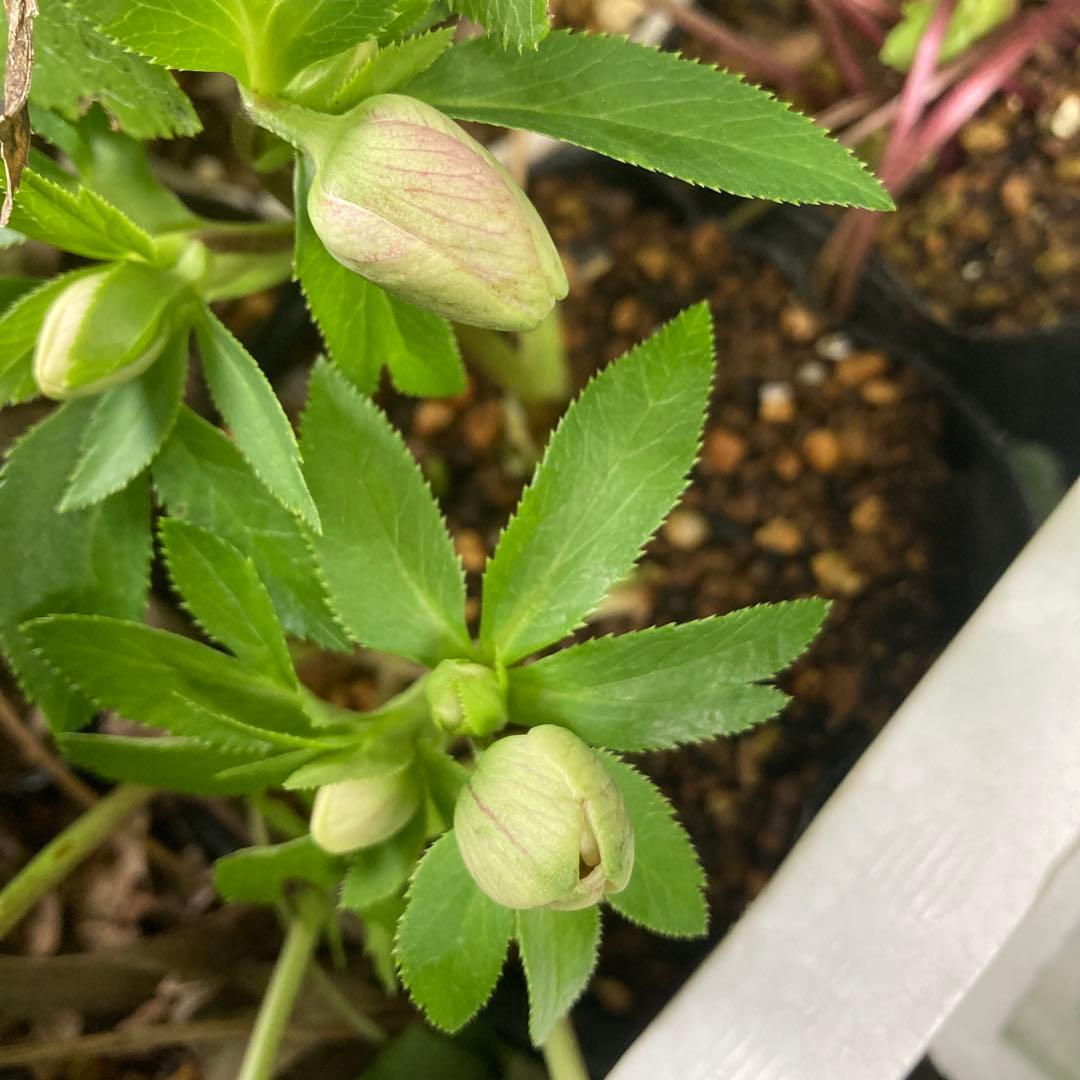 クリスマスローズ　先端緑　シングル　株分け前提