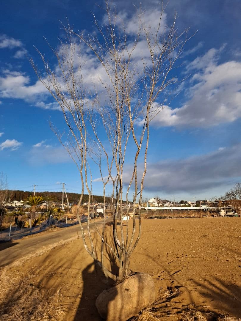 アオダモ　株立ち　山彩り　ーーアオハダ、モミジ、カエデーー