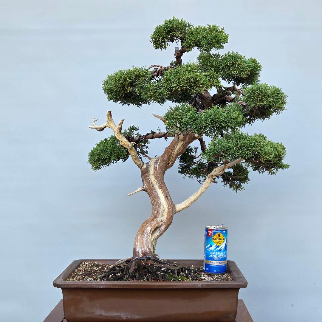 真柏　[模様木]　大品盆栽