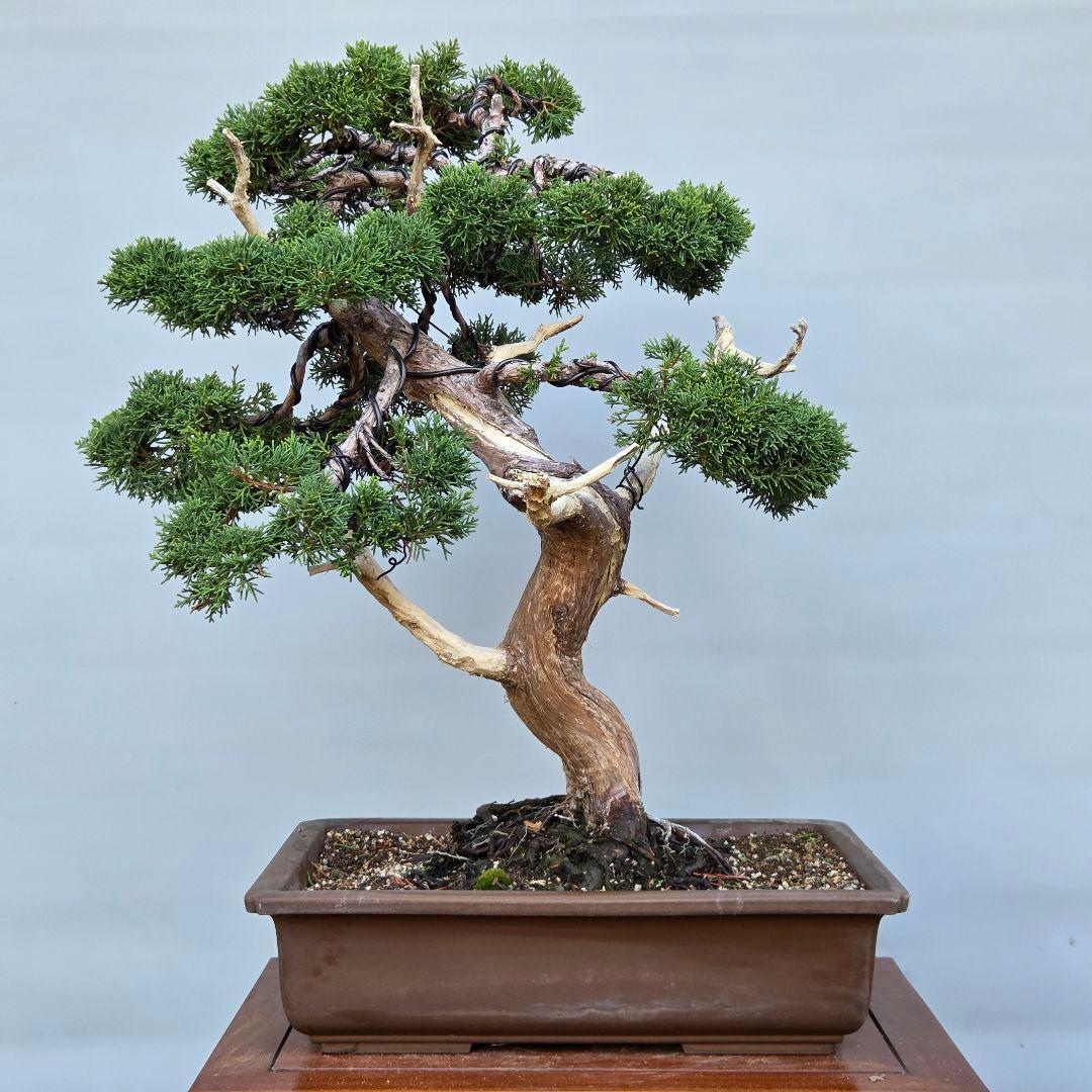 真柏　[模様木]　大品盆栽