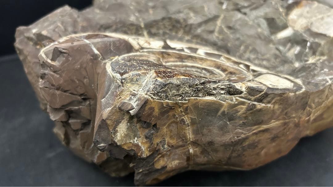 アンモナイト　化石　標本　置物