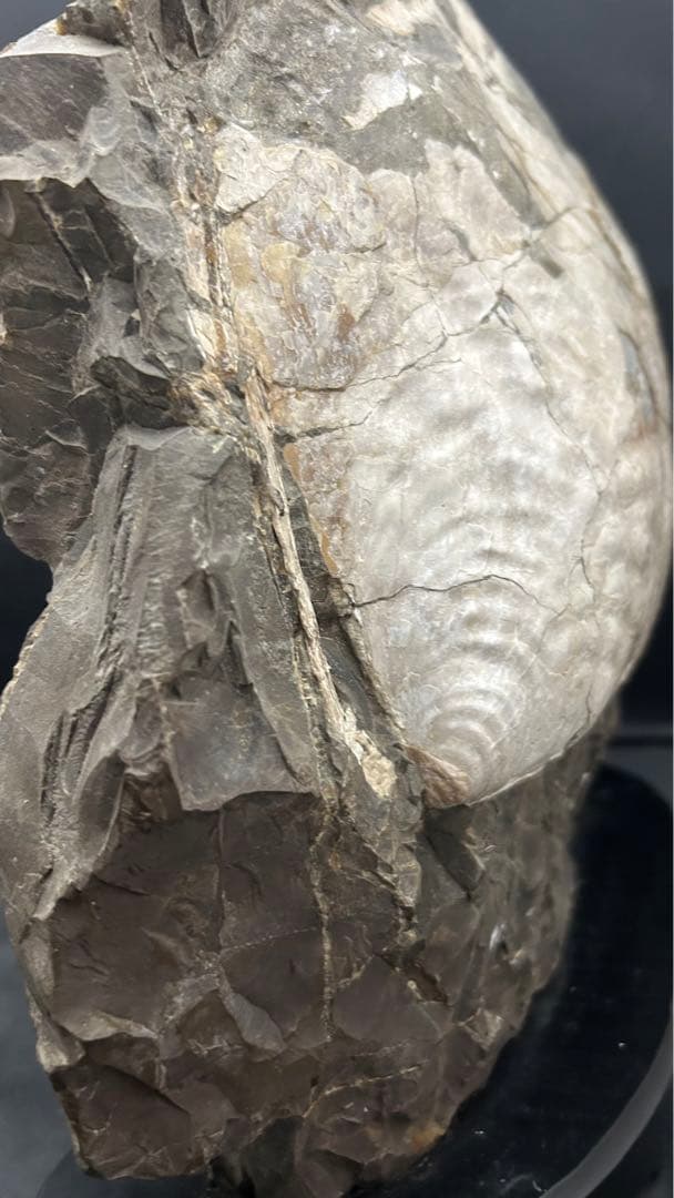 アンモナイト　化石　標本　置物