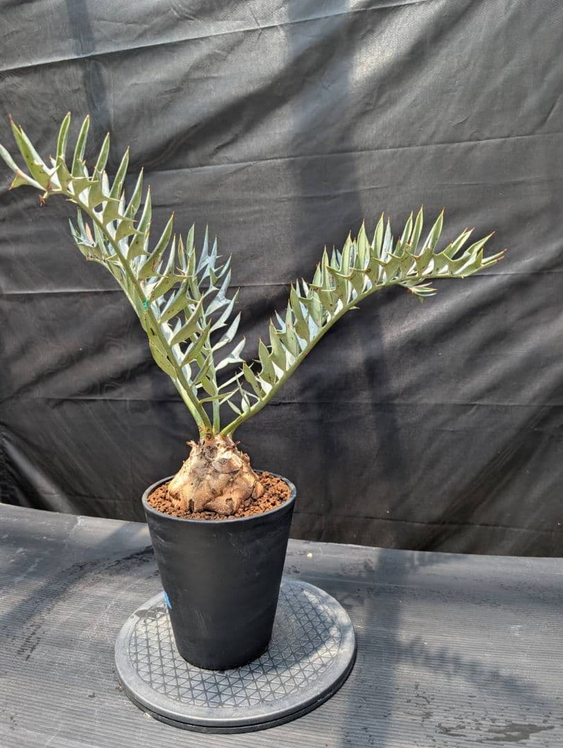 エンセファラルトス ホリダス スーパーブルー