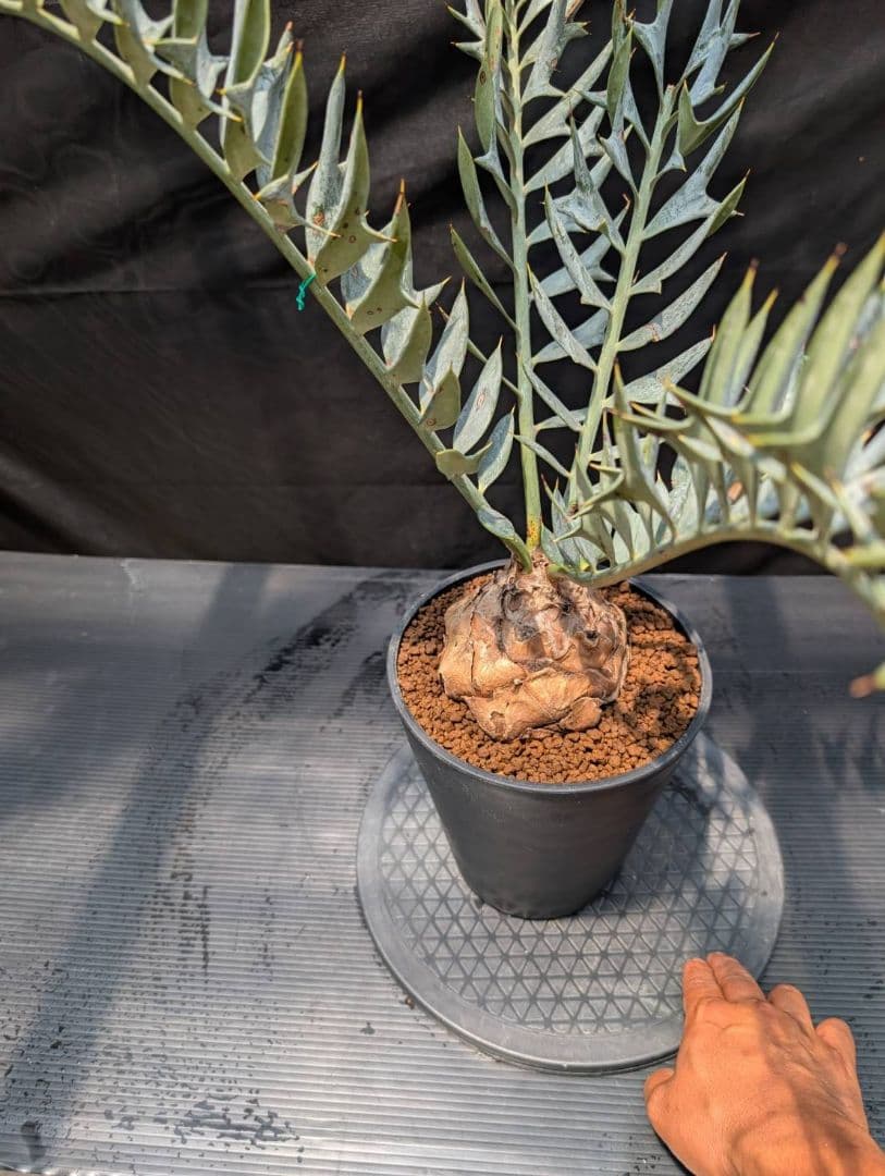 エンセファラルトス ホリダス スーパーブルー