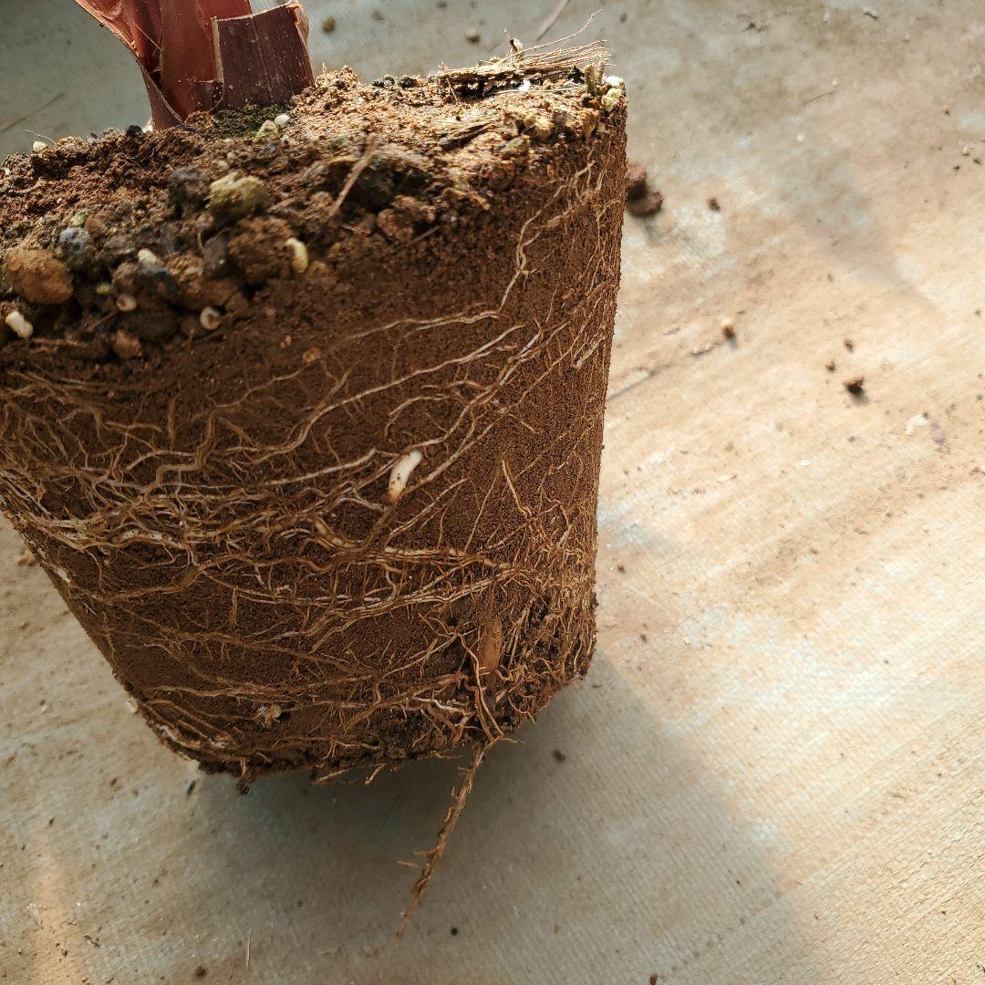 ワシントンヤシ苗木 斑入り [突然変異]