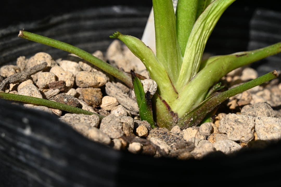 クリスマスローズ　認定！グロッシーカラー　グロスディープ紅白交配　加藤農園