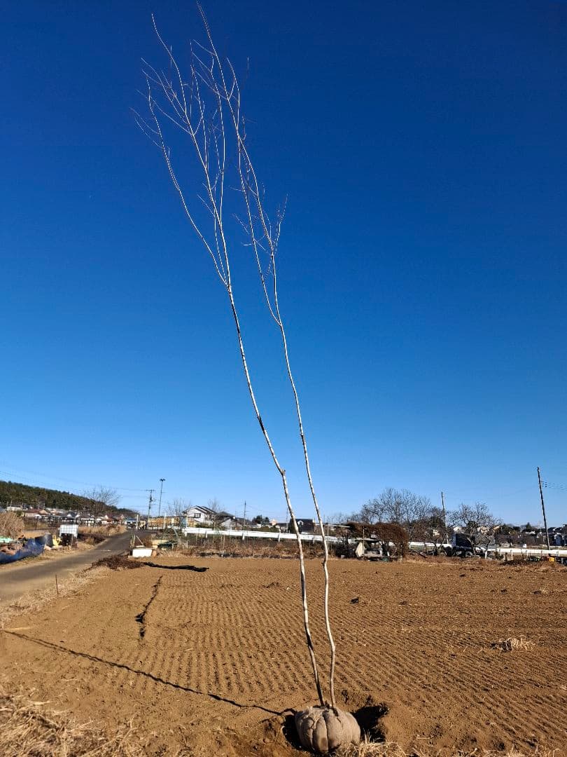 アオダモ 山彩り ――アオハダ モミジ カエデ 雑木 ――