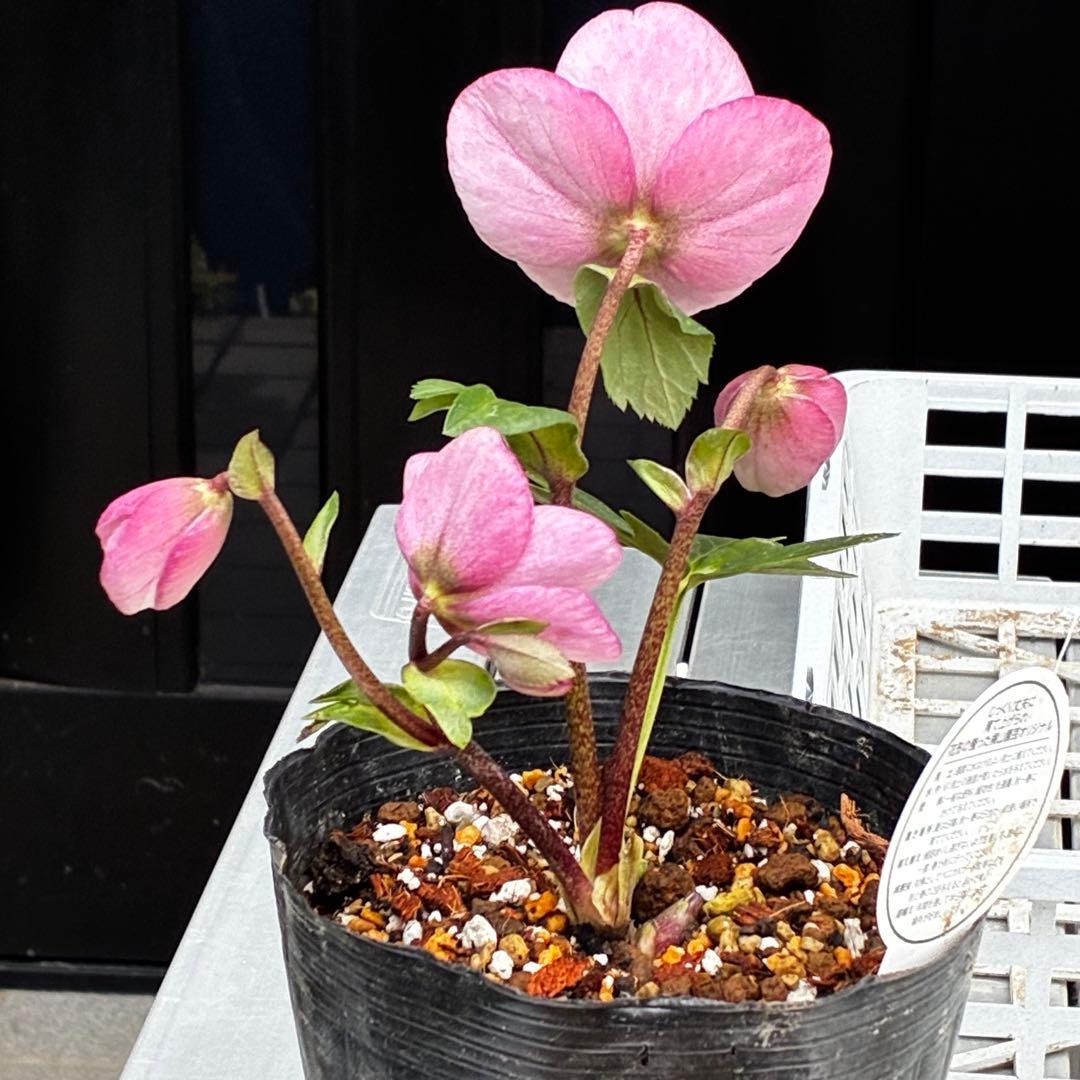 c*読様 3561☘️蕾花タグ付☘️希少品種☘️ロゼルミエール⭐️カラーチェンジ