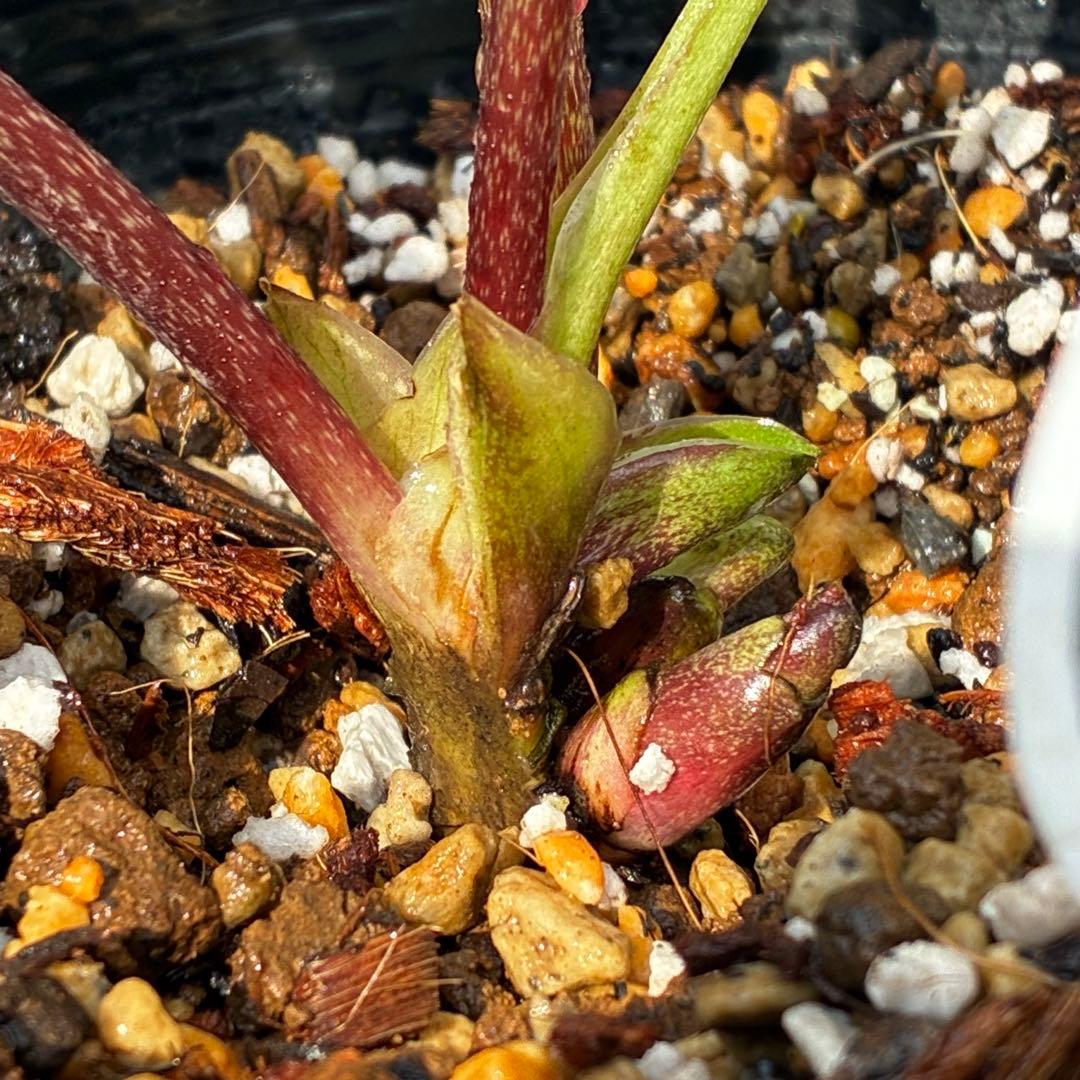 c*読様 3561☘️蕾花タグ付☘️希少品種☘️ロゼルミエール⭐️カラーチェンジ