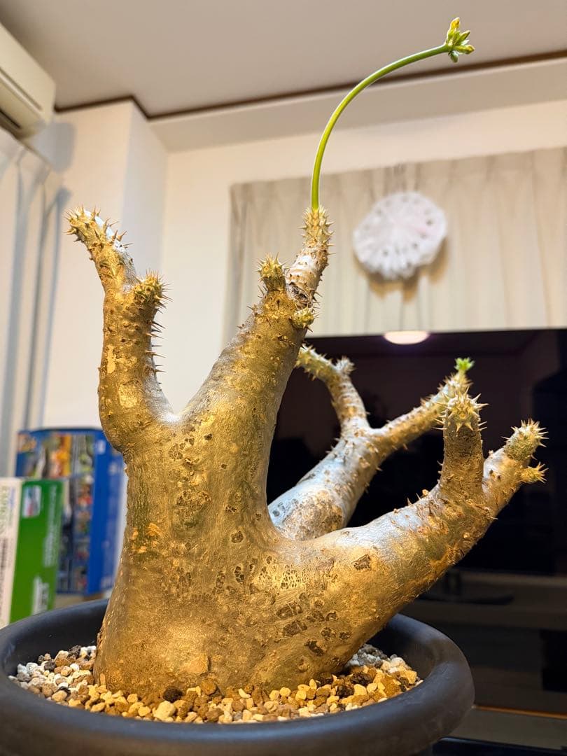 パキポディウムホロンベンセorマカイエンセ