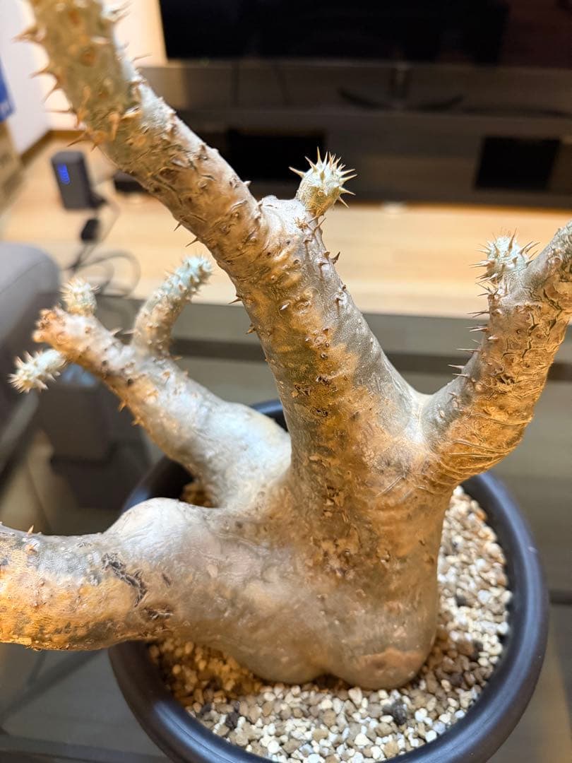 パキポディウムホロンベンセorマカイエンセ