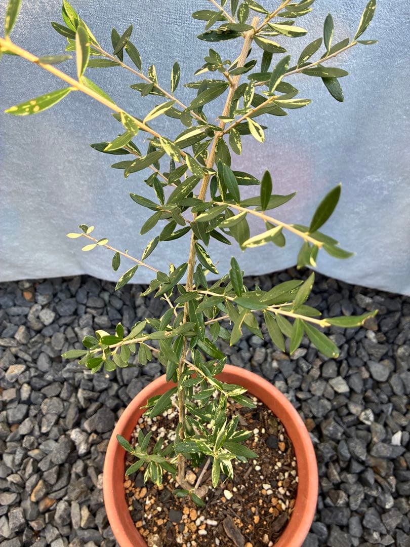 斑入りオリーブ　大苗