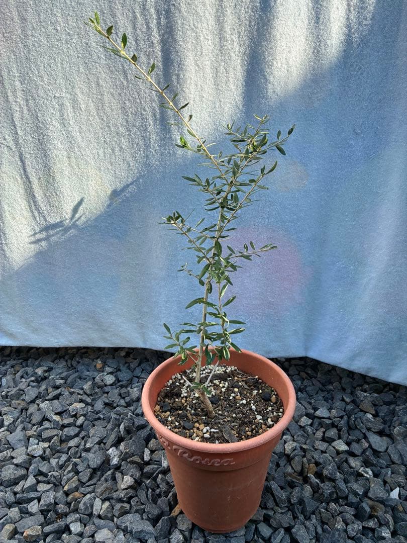 斑入りオリーブ　大苗