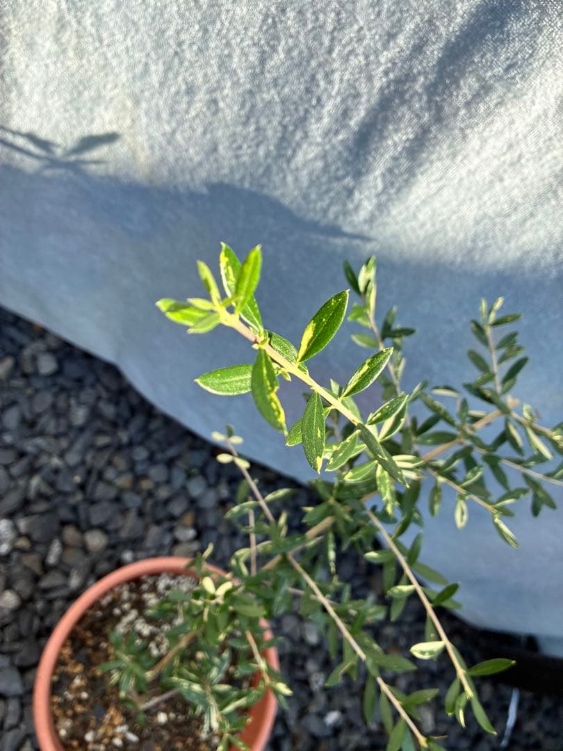 斑入りオリーブ　大苗