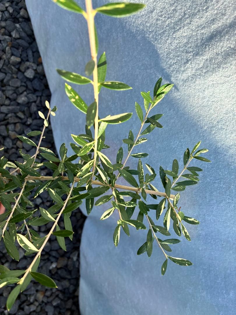 斑入りオリーブ　大苗