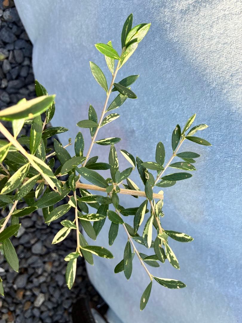 斑入りオリーブ　大苗