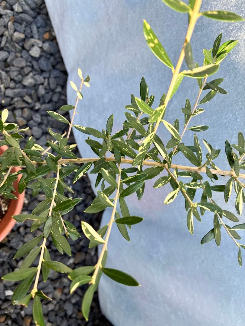 斑入りオリーブ　大苗