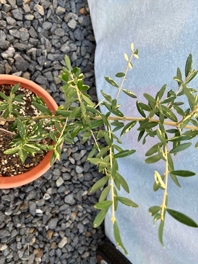 斑入りオリーブ　大苗