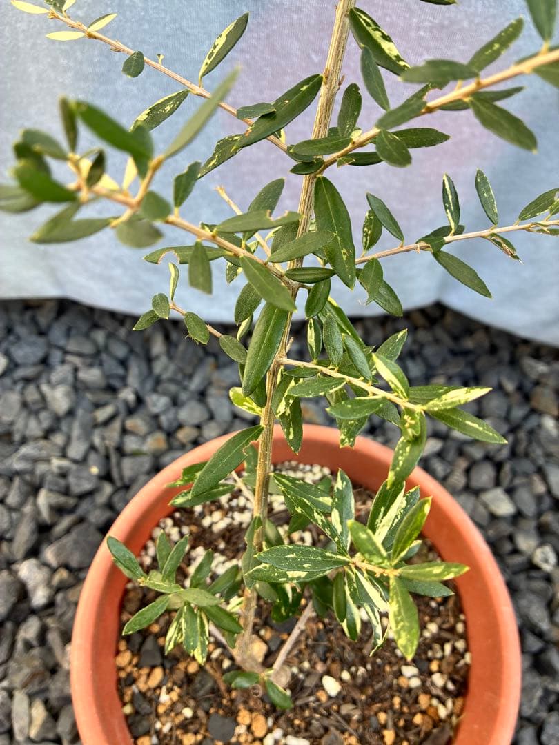 斑入りオリーブ　大苗