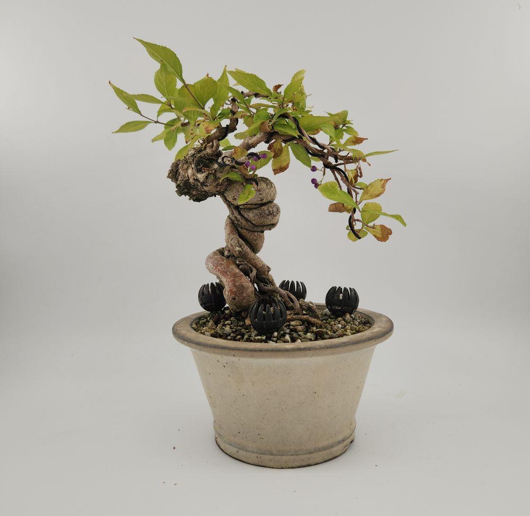 小品 懸崖 紫式部盆栽 五葉松盆栽 真柏盆栽 懸崖 真柏 黒松 赤松 五葉松