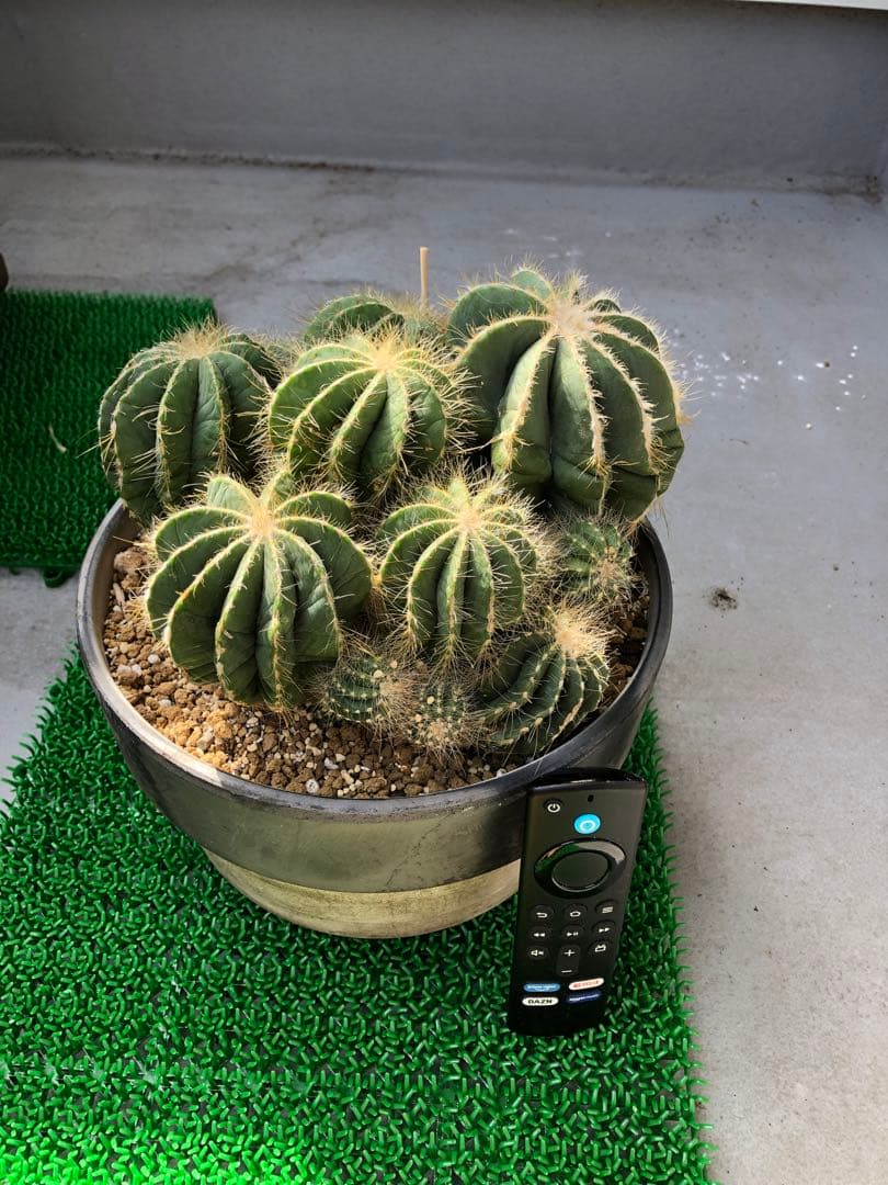 サボテン 英冠姫群生