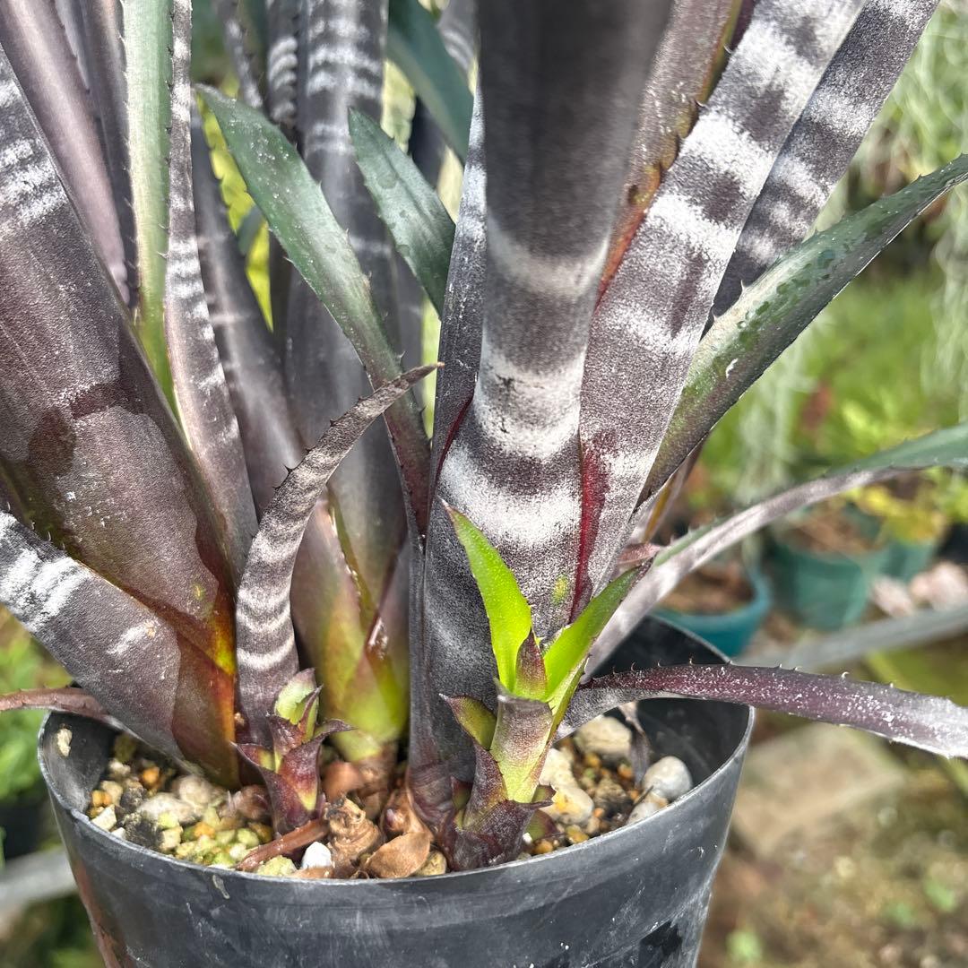 ビルベルギア　ダースベイダー① 特大株