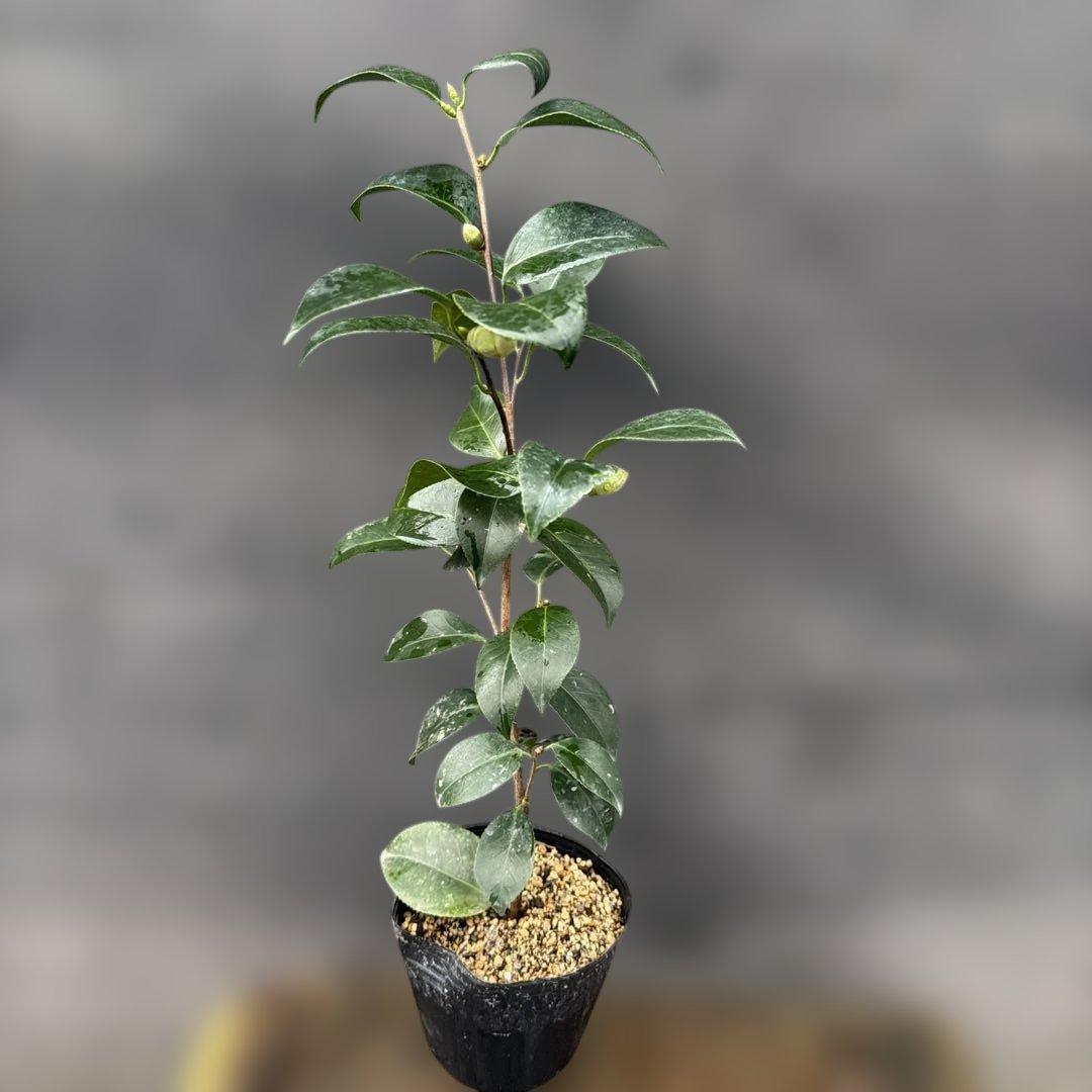 あ美　大社紫　此の糸　咲羽の誉3点セット