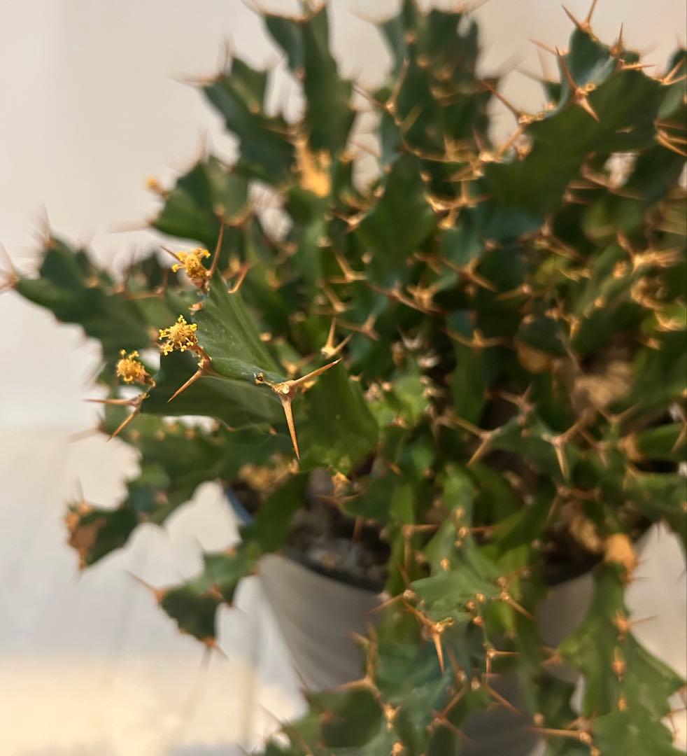 塊根植物:ユーフォルビア・クラビゲラ(現地球、発根済み)