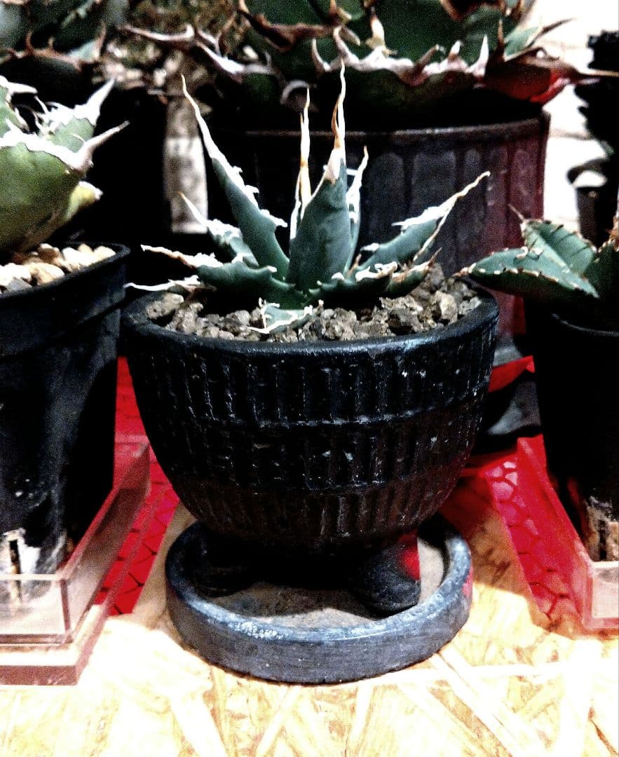 アガベ　ユタエンシス　エボリスピナ　実生　4年目　陽炎　選抜