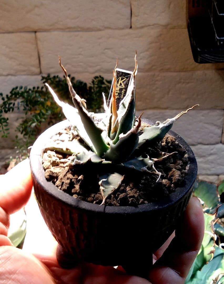 アガベ　ユタエンシス　エボリスピナ　実生　4年目　陽炎　選抜