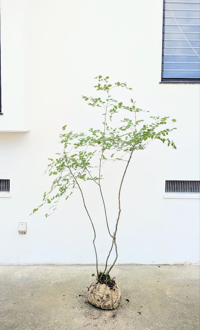 連休特価。山採りアオハダ。