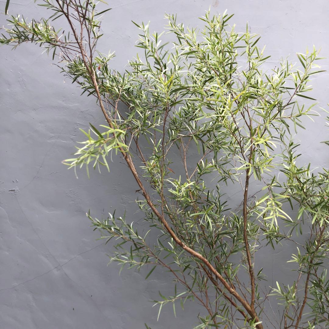 シルバーティーツリー　株立ち　大型商品