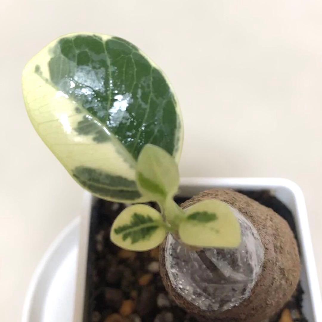 【mg.gm 】パンダ　ガジュマル　斑入り　2個セット