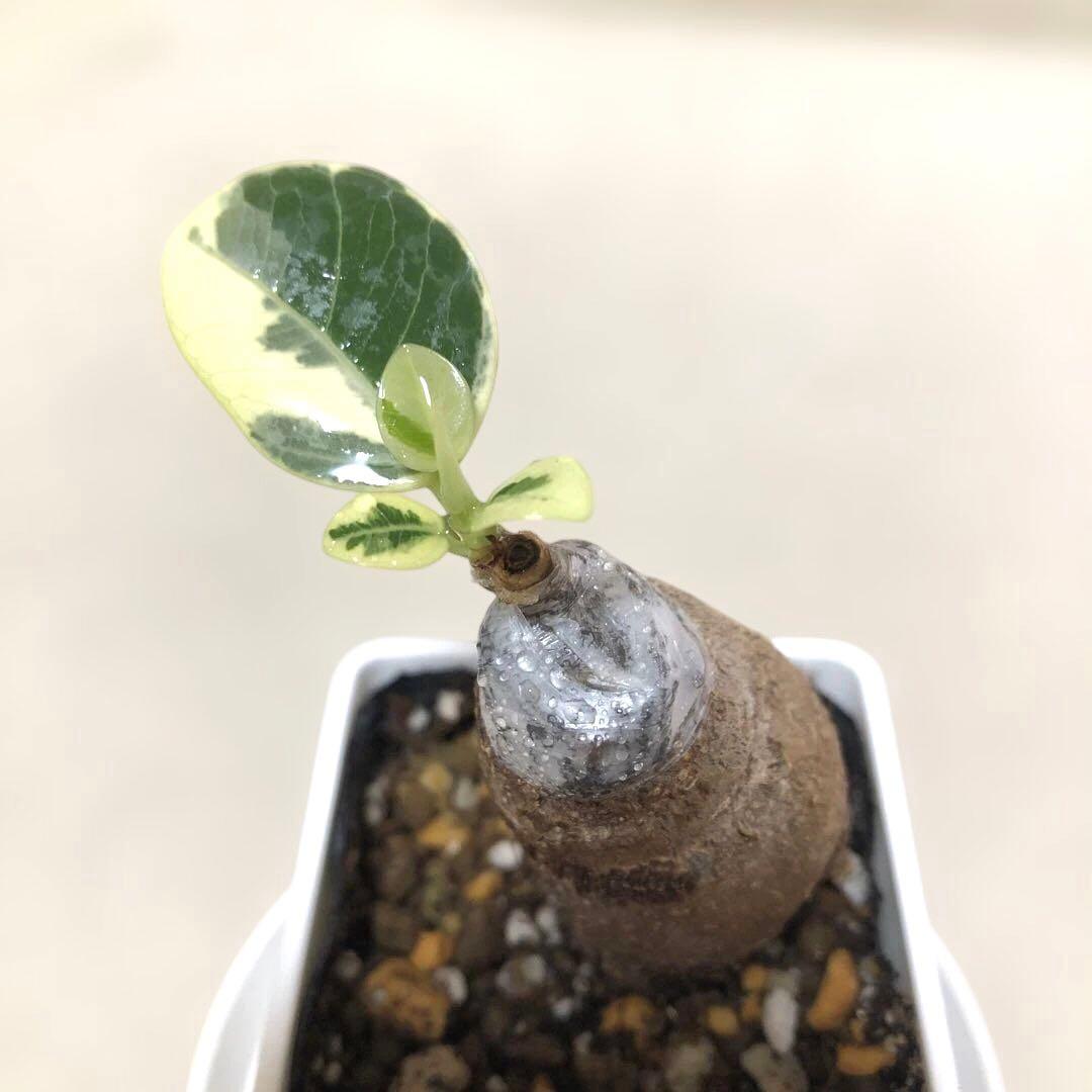 【mg.gm 】パンダ　ガジュマル　斑入り　2個セット