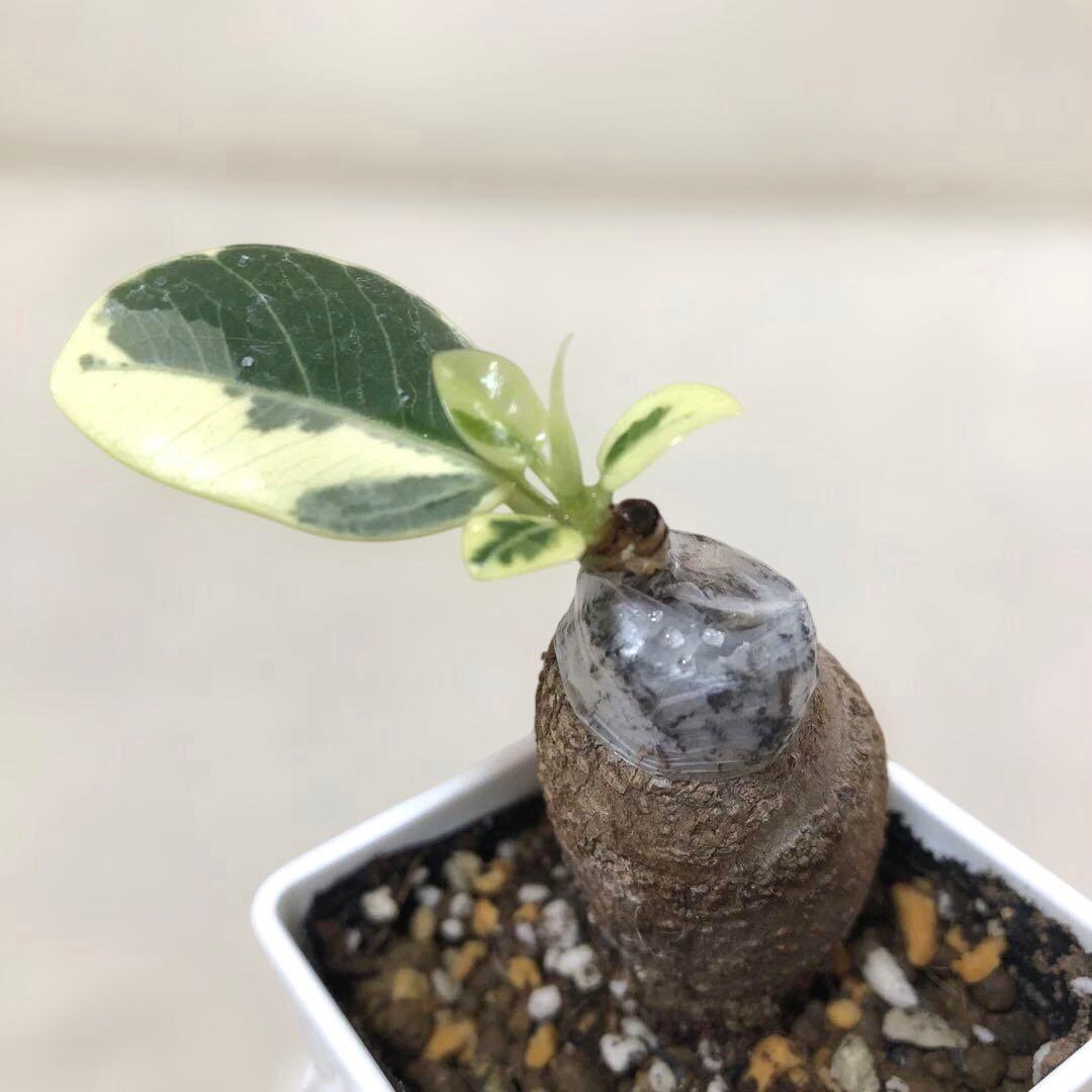 【mg.gm 】パンダ　ガジュマル　斑入り　2個セット