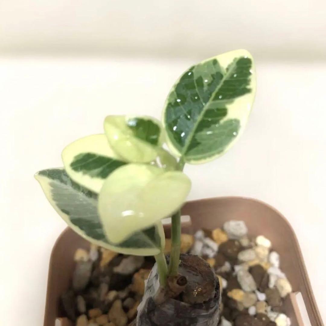 【mg.gm 】パンダ　ガジュマル　斑入り　2個セット