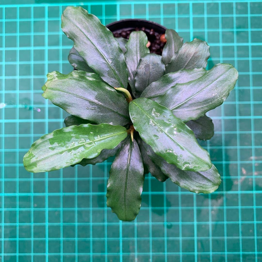 Bucephalandra sp. Aurora KN便　子株