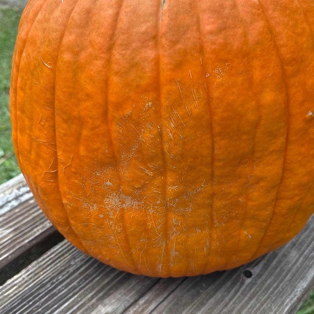 【みかんその3】ハロウィンかぼちゃ　本物