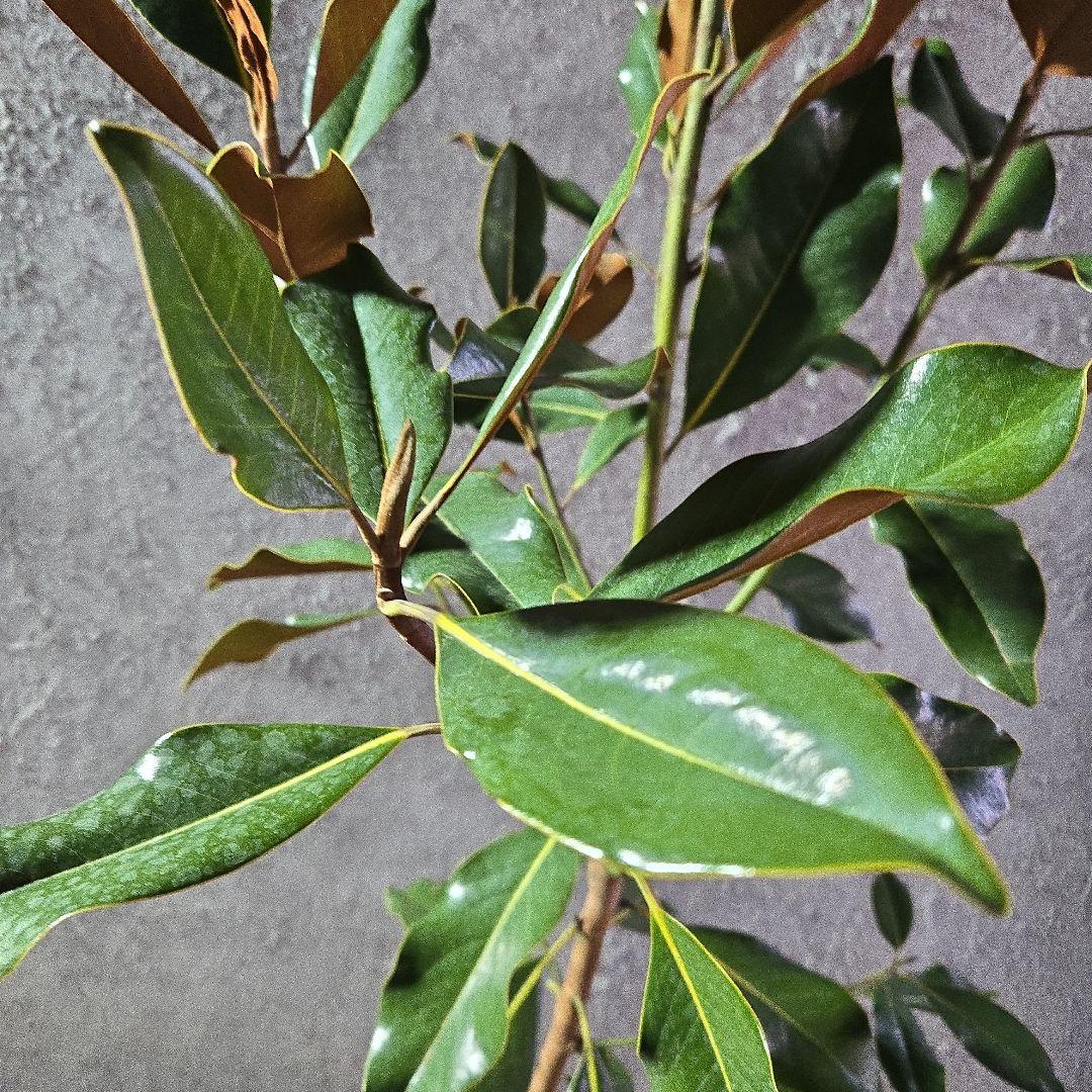 ⑤　タイサンボク　「リトルジャム」　特大苗木最高等級極上品‼️