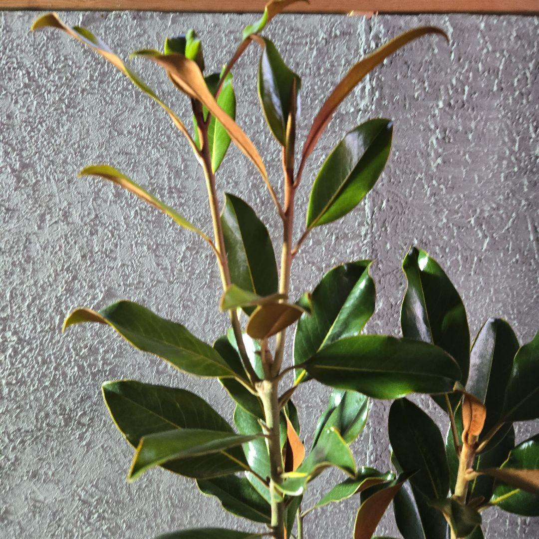 ⑤　タイサンボク　「リトルジャム」　特大苗木最高等級極上品‼️