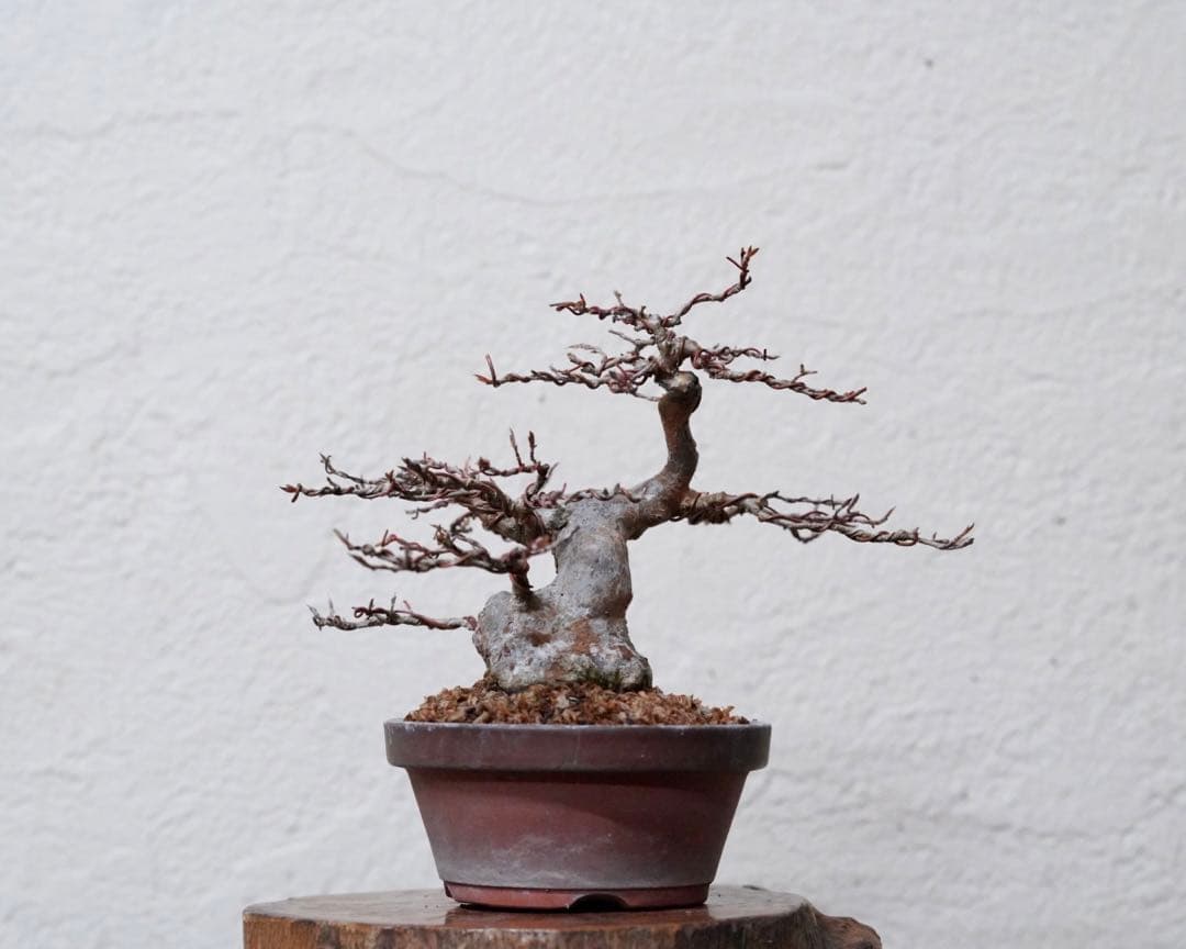 「亦盆栽」姫沙羅 小品盆栽