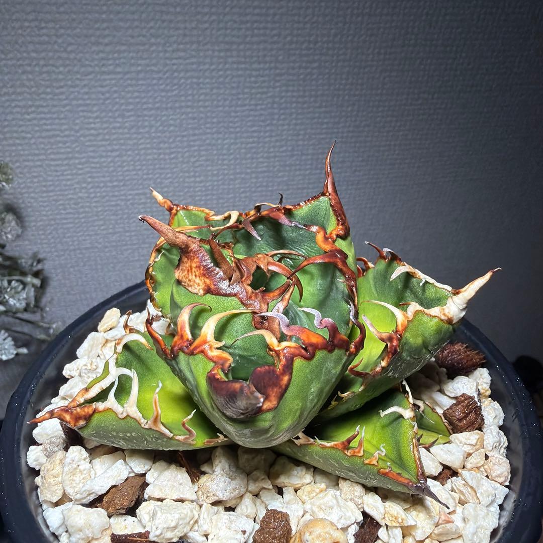 親株出品　アガベチタノタ　スーパーチタノタ　カクタスグリーン　悪魔くん　子株付き