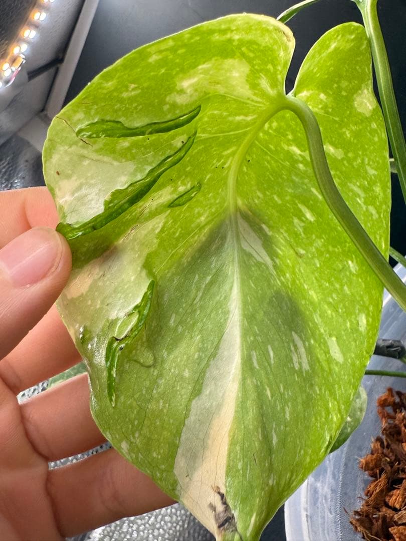 訳あり モンステラ メデューサ 特選株