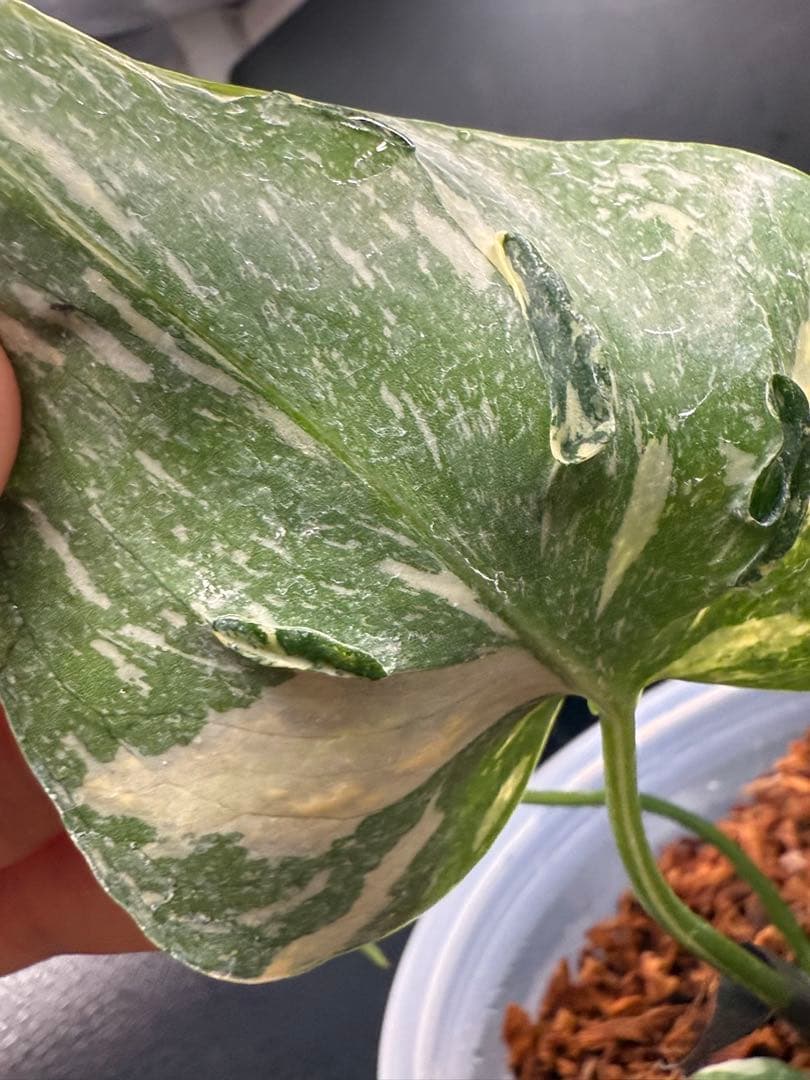 訳あり モンステラ メデューサ 特選株